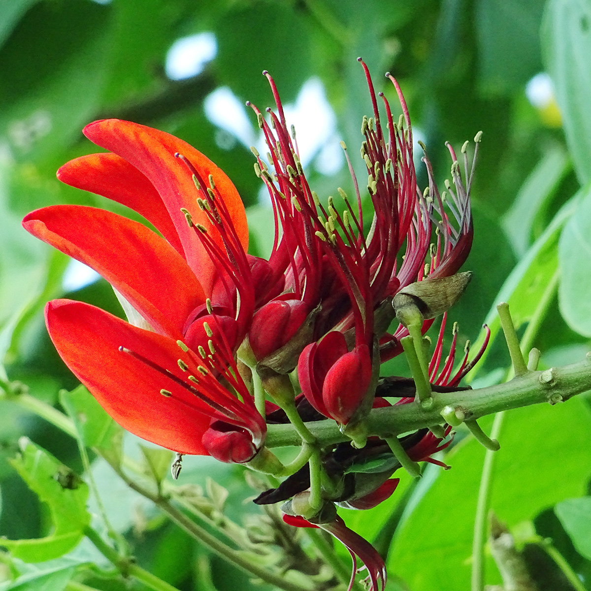 デイゴ（梯梧）